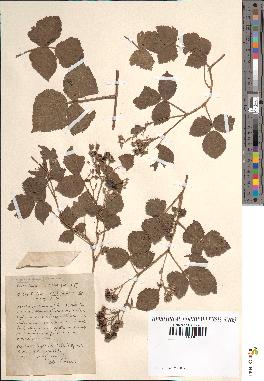 spécimen de Rubus ligerinus