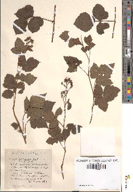 spécimen de Rubus ligerinus