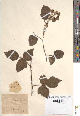 spécimen de Rubus ligerinus