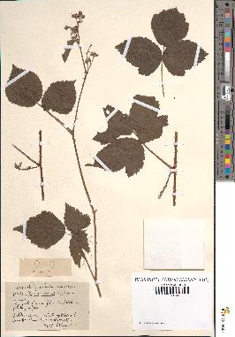 spécimen de Rubus ligerinus