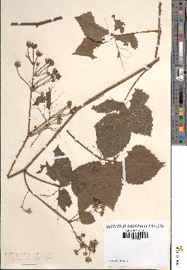 spécimen de Rubus ligerinus