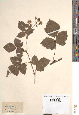 spécimen de Rubus ligerinus