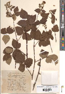 spécimen de Rubus leptocaulon