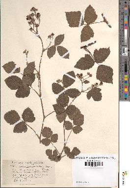 spécimen de Rubus leptocaulon