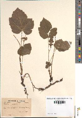 spécimen de Rubus saxatilis