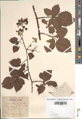 spécimen de Rubus corylifolius