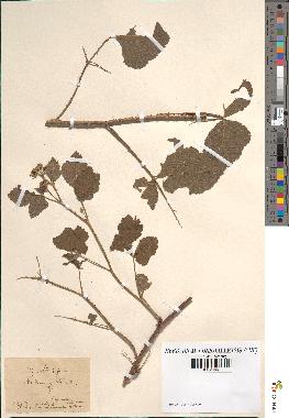 spécimen de Rubus validus
