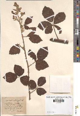 spécimen de Rubus collicolus x lloydianum