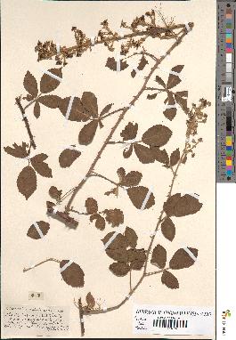 spécimen de Rubus collicolus x lloydianum