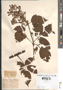 spécimen de Rubus sp.