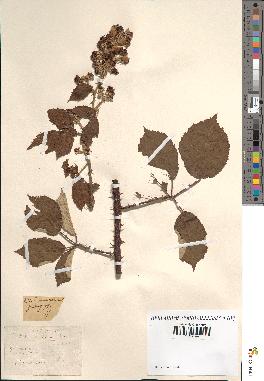 spécimen de Rubus procerus