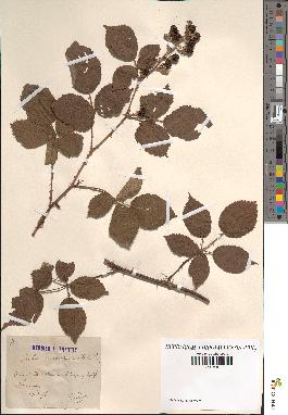 spécimen de Rubus procerus