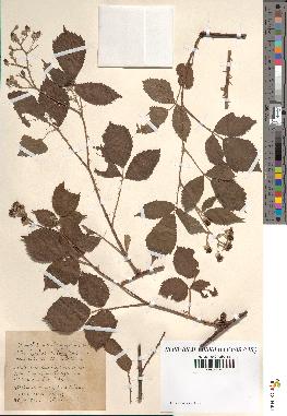 spécimen de Rubus occiduus