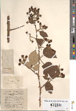 spécimen de Rubus procerus