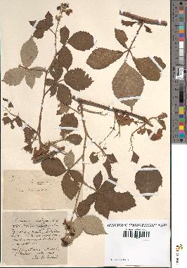 spécimen de Rubus procerus