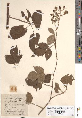 spécimen de Rubus macrostemon x tomentosus