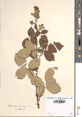 spécimen de Rubus macrostemon x tomentosus