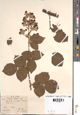 spécimen de Rubus sauli