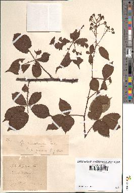 spécimen de Rubus procerus