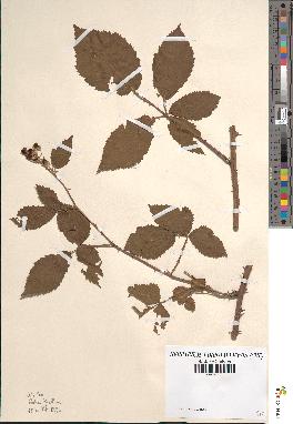 spécimen de Rubus procerus