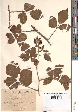 spécimen de Rubus thyrsoideus