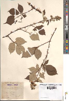 spécimen de Rubus thyrsoideus