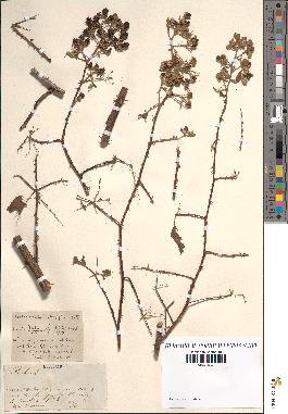 spécimen de Rubus robustus