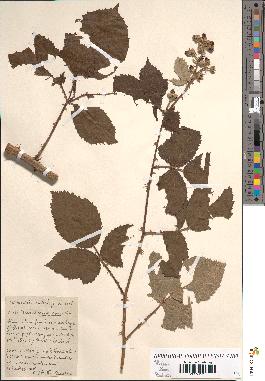 spécimen de Rubus robustus