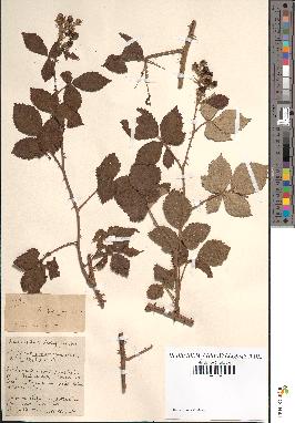 spécimen de Rubus procerus