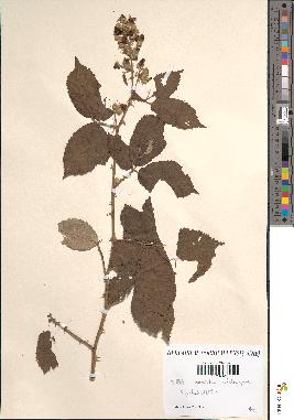 spécimen de Rubus procerus
