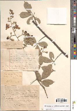 spécimen de Rubus ulmifolius