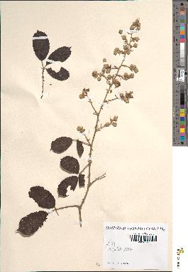 spécimen de Rubus ulmifolius