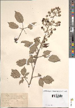 spécimen de Rubus ulmifolius