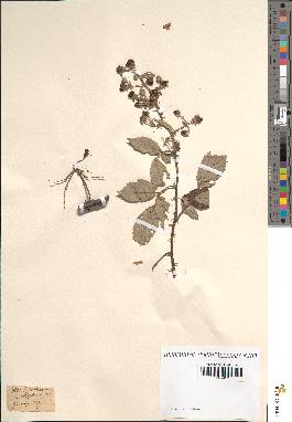 spécimen de Rubus ulmifolius