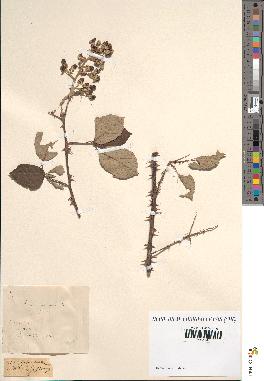 spécimen de Rubus ulmifolius