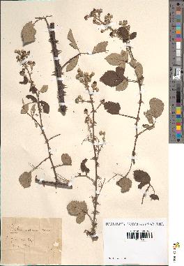 spécimen de Rubus rusticanus