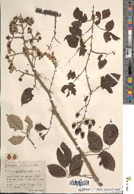 spécimen de Rubus rusticanus