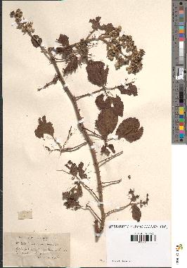 spécimen de Rubus rusticanus