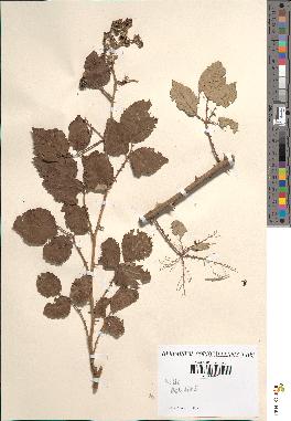 spécimen de Rubus rusticanus