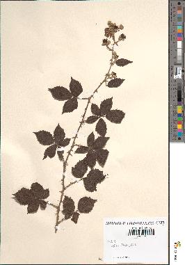 spécimen de Rubus rusticanus