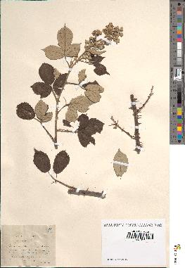 spécimen de Rubus rusticanus