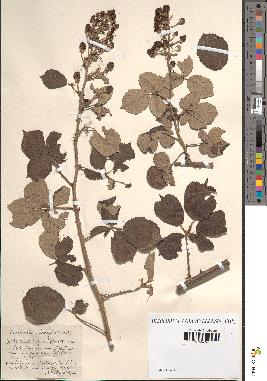 spécimen de Rubus ulmifolius