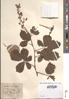 spécimen de Rubus ulmifolius