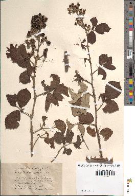 spécimen de Rubus ulmifolius