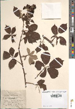 spécimen de Rubus ulmifolius