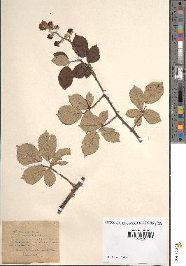 spécimen de Rubus ulmifolius