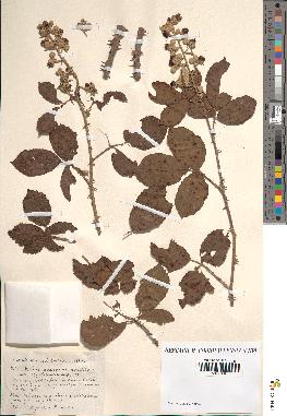 spécimen de Rubus ulmifolius