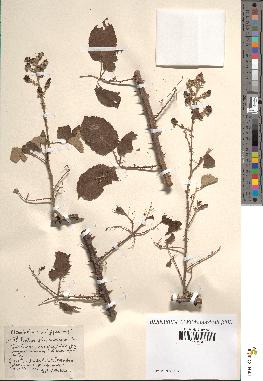 spécimen de Rubus ulmifolius