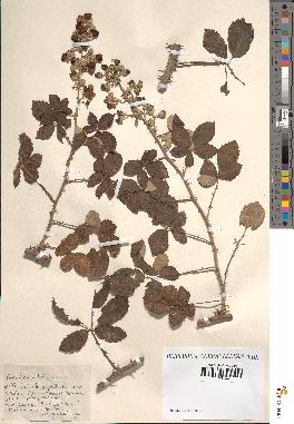 spécimen de Rubus ulmifolius