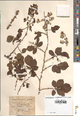 spécimen de Rubus ulmifolius